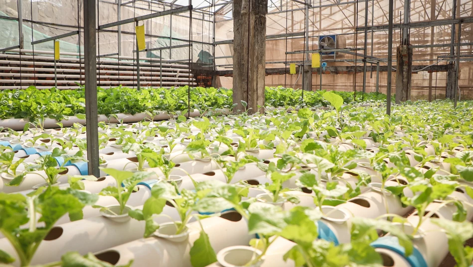 Demonstration site visit in Siem Reap under SOGE support
