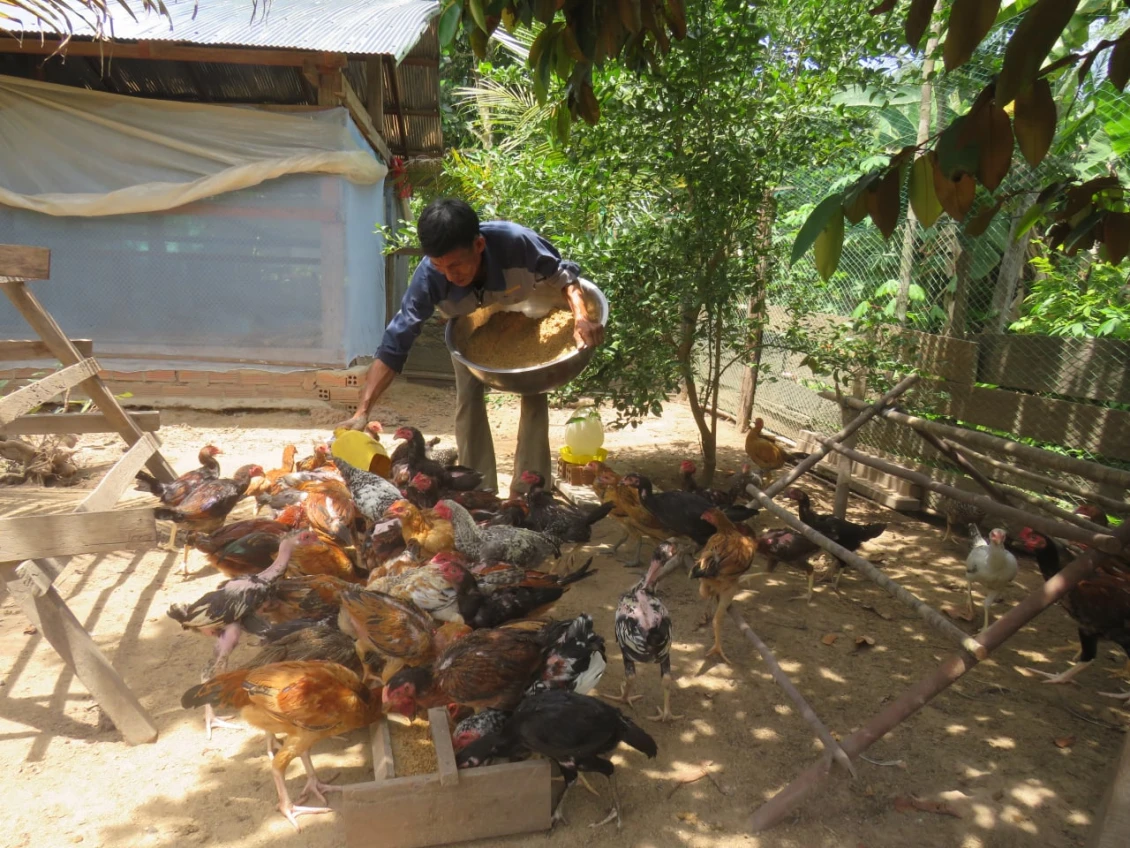 San feeding his chickens