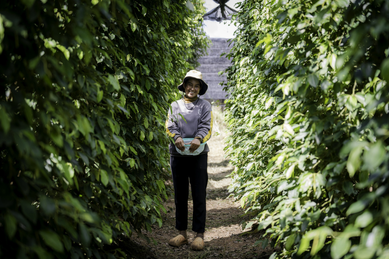 Kampot Cooling: Innovative Technology Solution to Save Cambodia’s World-Famous Pepper 