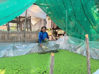 Homemade feed reduces production cost and gain more profit for chicken raising. 