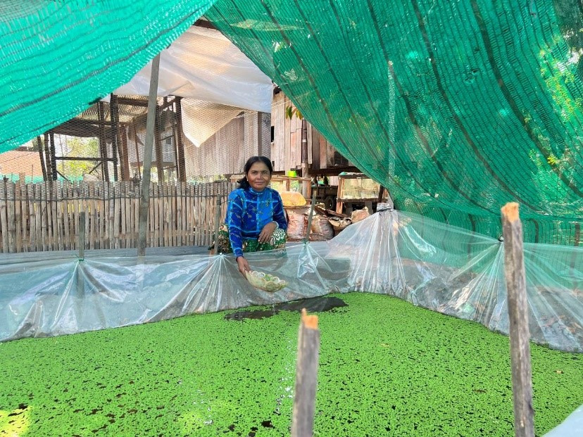 Homemade feed reduces production cost and gain more profit for chicken raising.