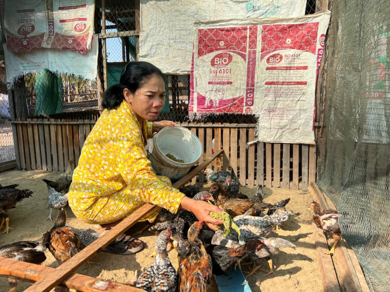 Sophal get dried cassava for chicken feed.