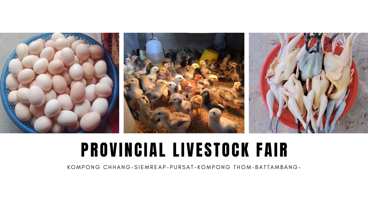 RECOVER project conducted the “Provincial livestock fair” 