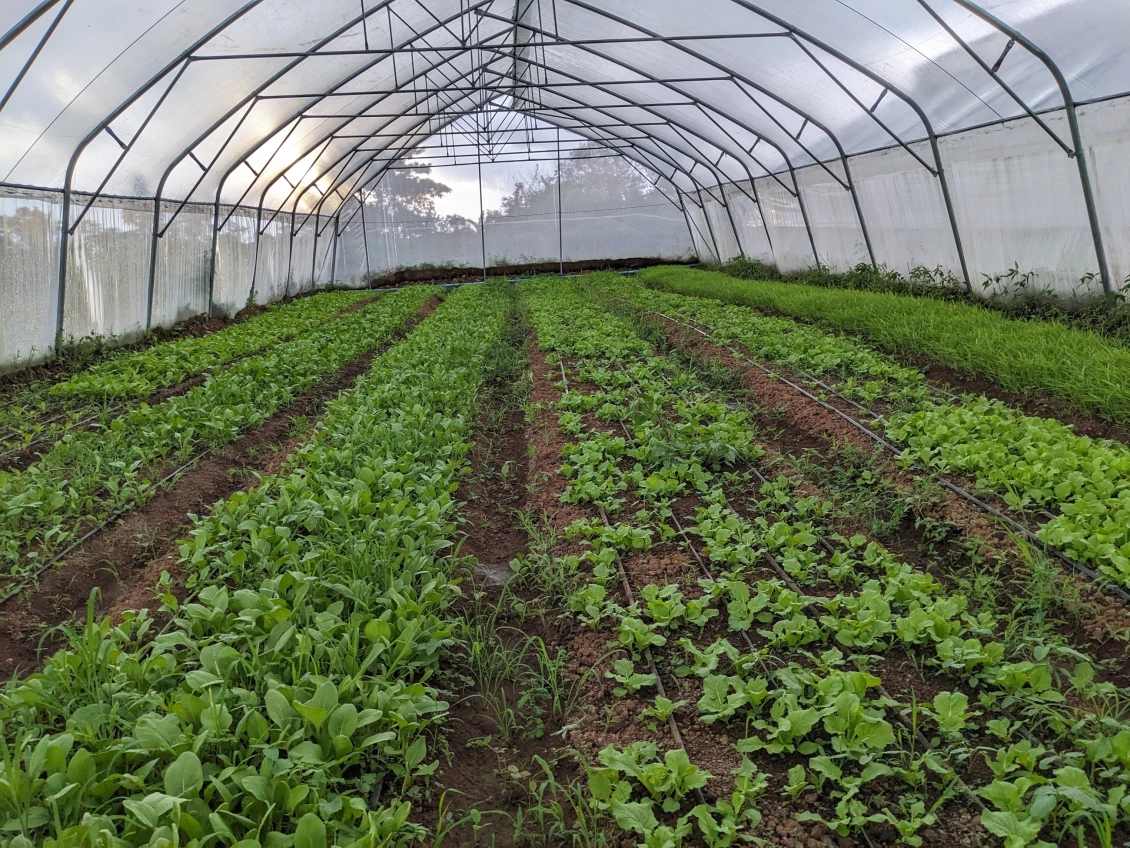 Ms. Kolap's vegetable farm